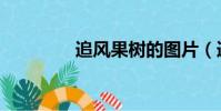 追風果樹的圖片(追風果)