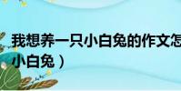 我想養一只小白兔的作文怎么寫(我想養一只小白兔)