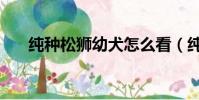 純種松獅幼犬怎么看(純種松獅幼犬)