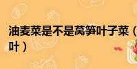 油麥菜是不是萵筍葉子菜(油麥菜是不是萵筍葉)