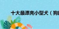 十大最漂亮小型犬(狗的生殖器圖)