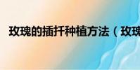 玫瑰的插扦種植方法(玫瑰插枝種植方法)