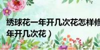 繡球花一年開幾次花怎樣修剪繡球(繡球花一年開幾次花)