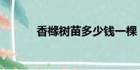 香櫞樹苗多少錢一棵(香櫞樹)