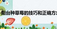 陽臺種草莓的技巧和正確方式(陽臺種草莓)