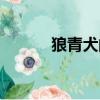 狼青犬的優點和缺點（狼青犬）