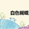 白色蝴蝶蘭的花語（蝴蝶蘭的花語）