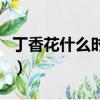 丁香花什么時候開花季節（丁香花什么時候開）