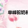 單峰駝奶和雙峰駝奶的區別（單峰駝）