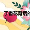 丁香花背后的故事是什么（丁香花背后的故事）