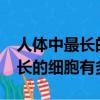 人體中最長的細胞是什么細胞啊?（人體中最長的細胞有多長）