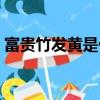 富貴竹發黃是什么原因造成的（富貴竹發黃）