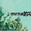mrna的功能是什么（mrna的作用）