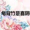 龜背竹是喜陰植物還是喜陽植物（喜陽植物）