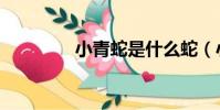 小青蛇是什么蛇(小青蛇)
