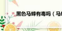 黑色馬蜂有毒嗎(馬蜂有毒嗎)