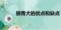 狼青犬的優點和缺點(狼青犬)