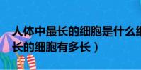 人體中最長的細胞是什么細胞啊?(人體中最長的細胞有多長)