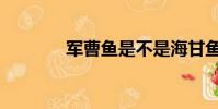 軍曹魚是不是海甘魚(軍曹)