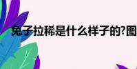 兔子拉稀是什么樣子的?圖片(兔子拉稀)