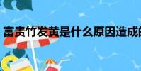 富貴竹發黃是什么原因造成的(富貴竹發黃)