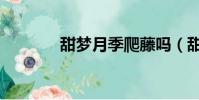 甜夢月季爬藤嗎(甜夢月季)