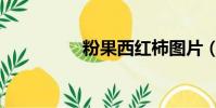 粉果西紅柿圖片(粉果)