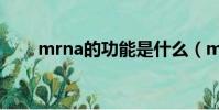 mrna的功能是什么(mrna的作用)