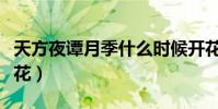 天方夜譚月季什么時候開花(月季什么時候開花)
