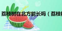 荔枝樹在北方能長嗎(荔枝樹在北方能活嗎)