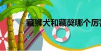 藏獅犬和藏獒哪個厲害(藏獅)
