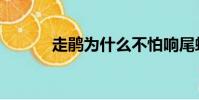 走鵑為什么不怕響尾蛇(走鵑)
