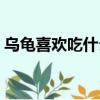 烏龜喜歡吃什么食物圖片（烏龜喜歡吃什么）