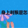 身上刺猴是怎么形成的（刺猴是怎么形成的）