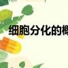 細胞分化的概念和特點（細胞分化的概念）