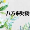 八方來財樹擺放哪里最好（八方來財樹）