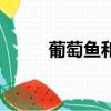 葡萄魚和松鼠魚的區別（葡萄魚）