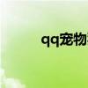qq寵物豬豬內測（qq寵物豬豬）