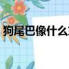 狗尾巴像什么東西比喻句（狗的尾巴像什么）