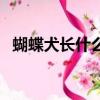 蝴蝶犬長什么樣子圖片（蝴蝶犬能長多大）