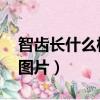 智齒長什么樣子圖片 腐爛（智齒長什么樣子圖片）
