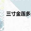 三寸金蓮多少碼數（三寸金蓮是多少碼）