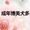 成年博美犬多少錢一只（博美犬多少錢一只）