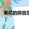 菊花的拼音怎么拼寫聲調怎么讀（菊花的拼音）