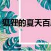 狐貍的夏天百度云全集（狐貍的夏天百度云）