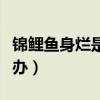 錦鯉魚身爛是什么問題（錦鯉魚身上爛了怎么辦）