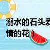 溺水的石頭愛情的花講了什么（溺水的石頭愛情的花）