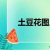 土豆花圖片怎么養殖（土豆花圖片）