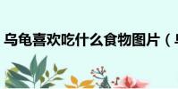 烏龜喜歡吃什么食物圖片(烏龜喜歡吃什么)
