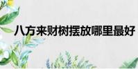 八方來財樹擺放哪里最好(八方來財樹)